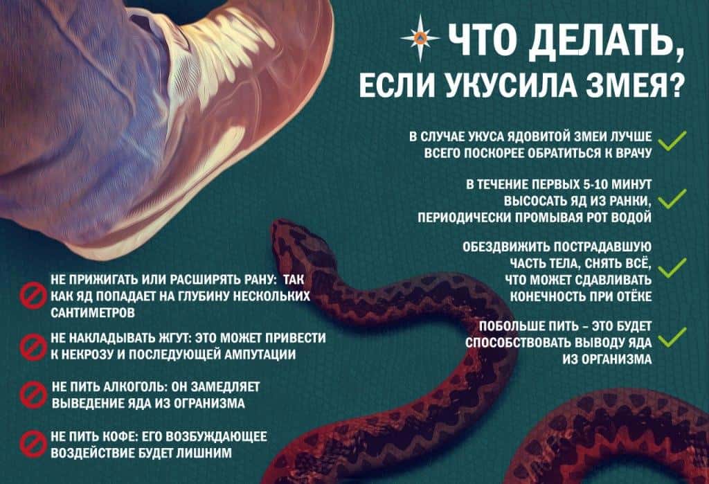 Памятка по укусу змеи